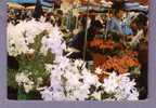 06 - Nice - Marché Aux Fleurs - Markets, Festivals