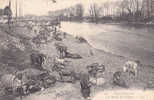 VILLENEUVE.  _  Les Berges De La Seine. Troupeau De Chevaux, Anes Paissent Sur Les Berges. - Villeneuve La Garenne