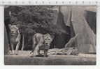 Lion Et Lionnes Sur Leur Plateau ° Parc Zoologique Du Bois De Vincennes Paris ° Leeuw / Löwe / Lion / Leone - Löwen