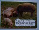 CPM.Truie Avec Ses Petits-bulle Humour-1974 Editions Cellard- - Pigs