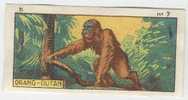 Jacques - 1933 - B7 - Orang-outan, Orang-utan - Jacques