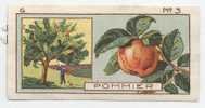 Jacques - 1933 - G3 - Pommier - Jacques