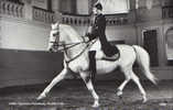 Austria- Postcard(photo) Unused-Equestrian- Spanish School - Extended Trap - 2/scans - Horse Show