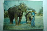 Elephant - Carte 3 D - 3D - Olifanten