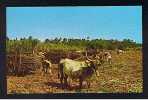 RB 701 - Fiji Postcard - Loading Cane - Bullocks - Fidji