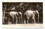 ORIGINAL PHOTOGRAPHY FROM BUDAPEST ZOO-ELEPHANTS-not Traveled - Olifanten