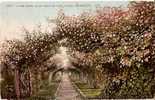 USA - TACOMA - A ROSE ARBOR - POINT DEFIANCE PARK - 1910 - Tacoma