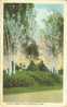 USA – United States – Birches, Forest Park, Springfield, Mass 1921 Used Postcard [P3246] - Springfield