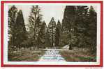 * OUZOUER Sur LOIRE-Le Carrefour En Forêt D´Orléans-1936 - Ouzouer Sur Loire