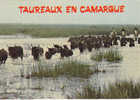 En CAMARGUE  Manade De TAUREAUX - Stieren