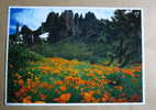 Carte Postale : Organ Pipe National Monument, Arizona, U.S.A. - Sonstige & Ohne Zuordnung