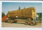GIANT FIR LOG , OREGON . Old PC . USA - Andere & Zonder Classificatie