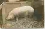 SUPERBE CARTE PHOTO D´UN COCHON ELEVAGE FOIRE ? - Pigs