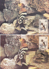 Maximum Card,CM,2X ,1994-95,"UPUPA EPOPS", Bird Grimpeur, Nice, ROMANIA. - Pics & Grimpeurs