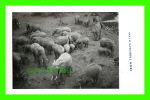 ELEPHANTS - PICTURES TAKEN FROM TREETOPS ZOO,  NYERI, KENYA - PHOTO G.A. MASON SMITH - - Olifanten