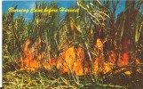 USA – United States – Harvesting Sugar Cane, Hawaii, Unused Postcard [P4720] - Andere & Zonder Classificatie