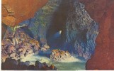 USA – United States – Sea Lion Cave, Oregon Coast, Unused Postcard [P4732] - Autres & Non Classés
