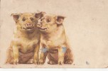 B27294 Cochons Pigs - Pigs