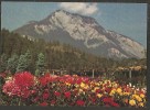 Tamins Bündner Dahlien- Und Herbstblumenschau An Der Strasse Chur - Flims - Coire