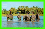 ELEPHANTS - TAKING A BATHS AFTER HARDWORK IN THE NORTH OF THAILAND - - Elefanten