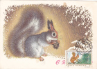 Squirrel,écureuil,1984 CM,maxicard,cartes Maximum,obliteration Concordante  Romania. - Rodents