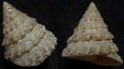 N°4241 //  TECTUS  FENESTRATUS  "Nelle-CALEDONIE" // F+++ :  29mm  . - Muscheln & Schnecken