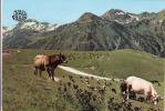 Spanien-Perejil, Vall D'Aran, Pla De Beret, Kühe-Vaches-Vacas,  Gelaufen Nein - Perejil