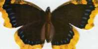 N° 30 - Biscottes  PARE  -  Papillon Vaneese  Morio - Animals