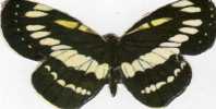 N° 27 - Biscottes  PARE  -  Papillon Nymphale De L'érable - Tiere