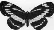 N° 27 - Biscottes  PARE  -  Papillon Nymphale De L´érable - Animales
