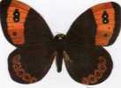 N° 5 - Biscottes  PARE  -  Papillon Satyre Evias - Animaux