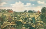 USA – United States – Tobacco As Grown In Virginia, Old Unused Postcard [P5553] - Autres & Non Classés