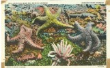 USA – United States – Star Fish Beds And Marine Gardens, Oregon Coast Highway, Unused Linen Postcard [P5618] - Other & Unclassified