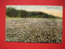 In The Fields Of Clover     1912 Cancel   Fort Worth  Cancel      === Ref 257 - Other & Unclassified