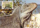 TURKS ET CAIQUE   WWF CARTE MAXIMUM NUM.YVERT 761 PROTECTION DE LA NATURE FAUNE  IGUANE - Cartoline Maximum