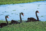 03A 051  @  Bird Swans Oiseaux  Cygnes Vögel  Schwäne Pájaros  Cisnes ( Postal Stationery , Articles Postaux ) - Zwanen