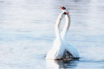 03A 052  @    Bird Swans Oiseaux  Cygnes Vögel  Schwäne Pájaros  Cisnes  ( Postal Stationery , Articles Postaux ) - Zwanen