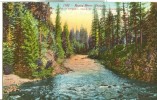 USA – United States – Rogue River, Oregon, Early 1900s Unused Postcard [P6372] - Other & Unclassified