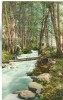 USA – United States – Ashland Creek Canyon, Oregon, Around 1910 Unused Postcard [P6376] - Andere & Zonder Classificatie