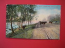- Nebraska > Omaha   Cows By  Carter Lake Ca 1910     ==   == Ref 273 - Sonstige & Ohne Zuordnung