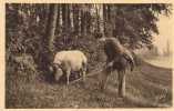 962 - En Périgord - Le Chercheur De Truffes - Porc - Truie - Coiffes - Agriculture - Recolte - Pigs