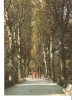 USSR, Abkhazia, Georgia - GAGRA - Plane Tree Alley Walk Lane - 1983 - Georgia