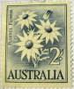 Australia 1959 Flannel Flower 2s - Mint - Ongebruikt