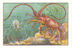 Image / Métamorphoses / Langouste Avec Sa Larve - Langusta / ( Crayfish )  // IM 26-K7/1 - Nestlé