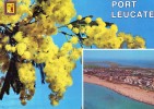 PORT LEUCATE - Lumière Et Couleurs De L'Aude - Mimosas - Leucate