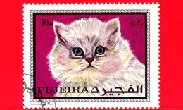 FUJEIRA - 1970 - GATTO - CAT - Felis Silvestris Catus -  70 - Fujeira