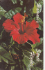 ZS9277 Red Hibiscus Is The Official State Flower Of  Hawaii Used Perfect Shape - Autres & Non Classés