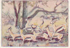 Image Ancel N°32 / Chasse Aux Fauves - Antilopes ... / Animaux Antilope Antelope Animal  // IM 5/375 - Other & Unclassified