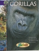 Gorillas, Wildlife / Gorilles, Livre Educatif, Photos, Dessins, Squelette, Vie Sauvage / Zoo Book / - Vida Salvaje