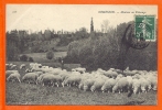 ORMESSON -  Moutons Au Paturage - Ormesson Sur Marne